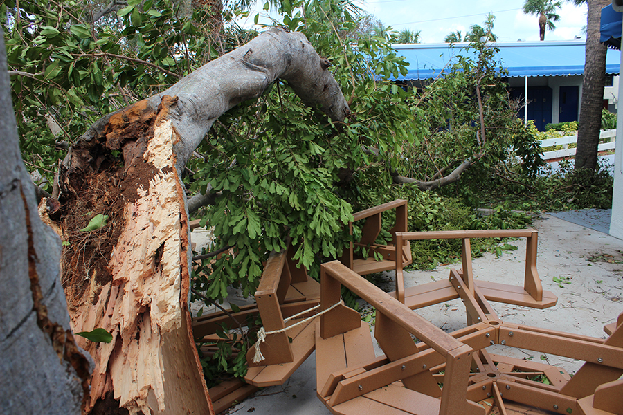 Hurricane Irmas strength cracked the large tree in the sixth-grade lunch area.