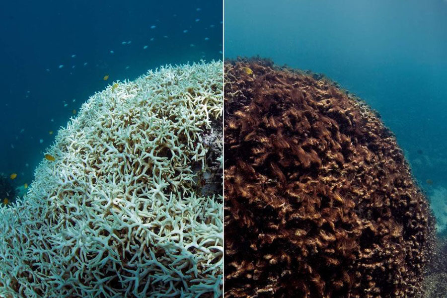 This image shows dying, bleached coral (left) in the Great Barrier Reef in March 2016 and the same coral (right) which is dead just two months later.
